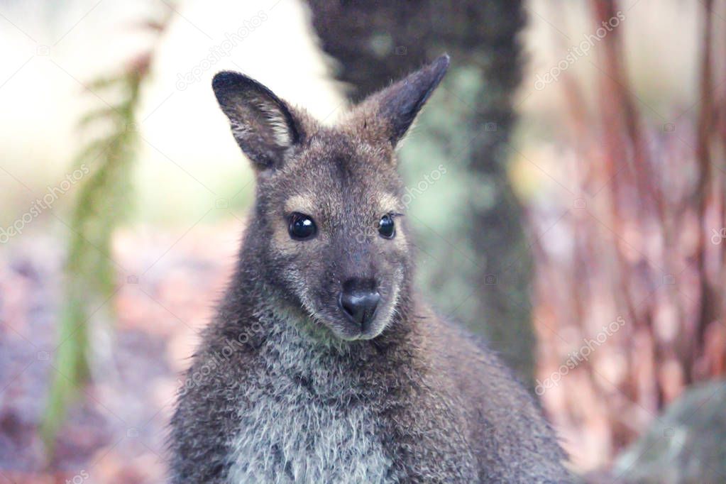 Wallaby in a natural setting at Cataract Gorge in Launceston Tasmania, taken early morning with soft light in the background