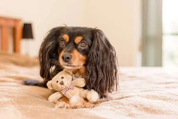 King Charles Cavalier Cross Terrier Pies Rezygnować Mały Słodki Miś — Zdjęcie stockowe