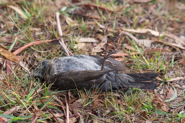 Ölü kuş vahşi üzerinde yatarken buldum geri döndü 