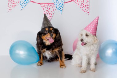 bir şövalye çapraz terrier köpek ile parti şapkaları ile oturma sevimli küçük kadın beyaz Malta haçı köpek yavrusu 