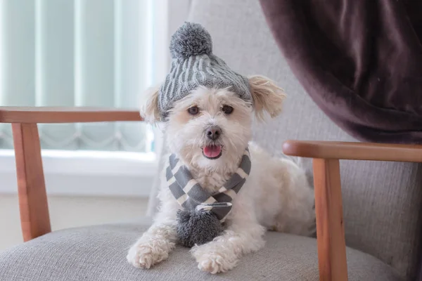 mutlu bir yüz ile bir koltuk üzerinde oturan sevimli küçük kadın beyaz Malta haçı köpek yavrusu