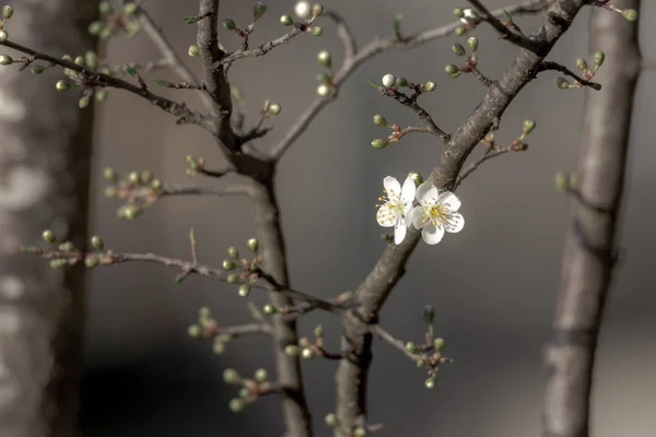bahar bir ağaç üzerinde ilk beyaz çiçekleri
