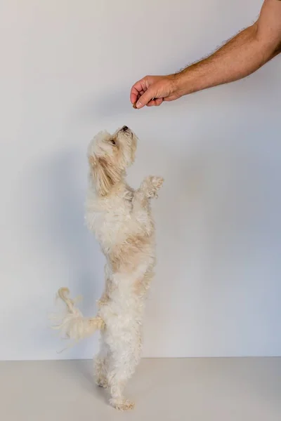 sevimli küçük erkek beyaz Malta puppy ayakta kişi el ile tutulan bir tedavi arka ayakları üzerinde çapraz 