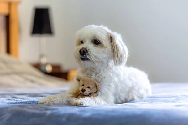 귀여운 강아지 베어와 침대에 — 스톡 사진