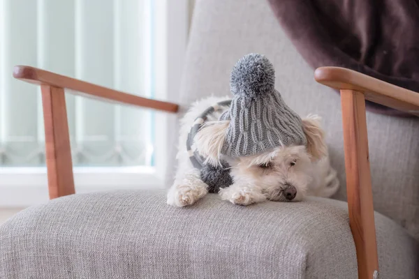 귀여운 강아지 모자와 스카프 하거나 외로운 안락의 — 스톡 사진