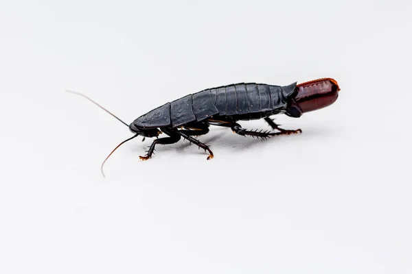 Bir yumurta beyaz bir yüzeye Döşeme hamamböceği makro çekim