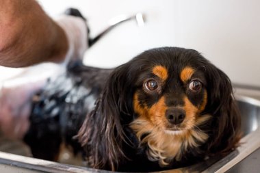 Küçük köpek bir çamaşırhane küvette banyoda