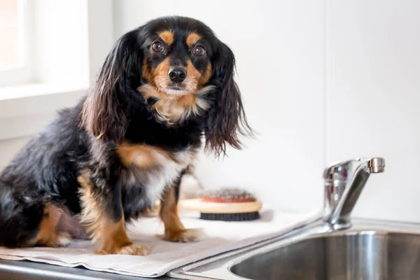 Küçük köpek bir çamaşırhane küvette banyoda