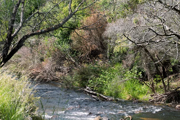 bir nehrin kuzey Tasmania'deki / daki güzel doğal ve huzurlu manzara