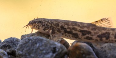 Tatlı su balık Nemacheilidae ailesindeki ray kanatlı bir tür taş çoprabalığı (Barbatula barbatula) olduğunu
