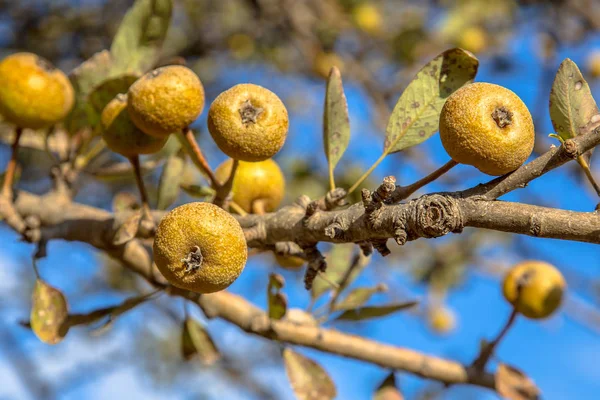 Pêra Selvagem Pyrus Pyraster Fruta Ramo Dia Ensolarado Campo Grécia — Fotografia de Stock