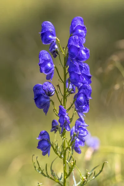 Capucha Del Monje Aconitum Napellus Flores Azules Sobre Fondo Borroso — Foto de Stock