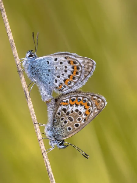 Par Mariposas Azules Tachonadas Plata Plebejus Argus Apareándose Hierba Hábitat — Foto de Stock