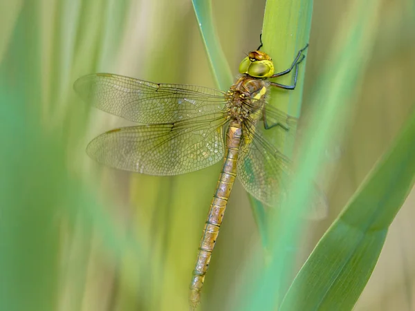 Grünaugenlibelle Aeshna Isoceles Die Auf Schilf Mit Verschwommenem Grünem Hintergrund — Stockfoto