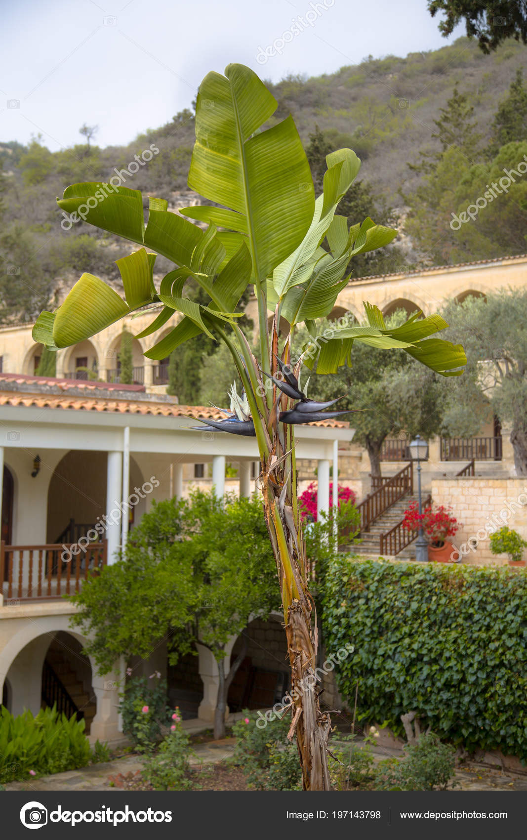 Géant Blanc Oiseau Paradis Bananier Sauvage Strelitzia