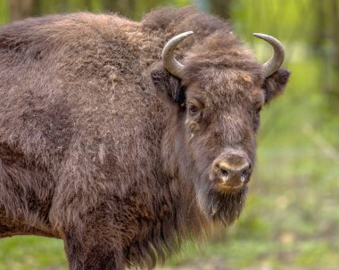 Avrupa bison. Juvenil Wisent (Bizon bonasus) boğa göz teması yapma kameraya bakıyor. Yeşil arka plan ile