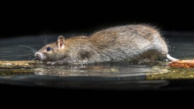 Vahşi Brown nehir suda hareket fare (Rattus norvegicus)