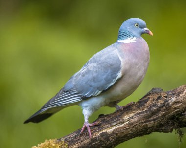 Ağaç dalı yeşil arka plan bulanık ile yürürken güvercin (Columba palumbus)