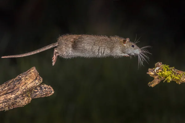 Rata Marrón Salvaje Rattus Norvegicus Saltando Del Tronco Por Noche —  Fotos de Stock