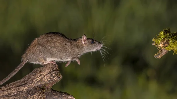 Rat Brun Sauvage Rattus Norvegicus Sur Point Sauter Bille Nuit — Photo