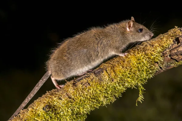 Rat Brun Sauvage Rattus Norvegicus Tournant Sur Branche Moussue Nuit — Photo