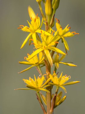 Bataklık Asphodel (Narthecium ossifragum) çiçek detayını kapatın. Batı Avrupa, yaklaşık 1000 m yükseltmesi kadar ıslak, bataklık yamaçlarından bulunan bir bitki.