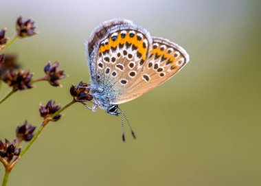 Dinlenme ve Sharp çiçekli Rush (Juncus acutiflorus) gecesi doğal ortamında hazırlama kadın gümüş çivili mavi (Plebejus argus) kelebek