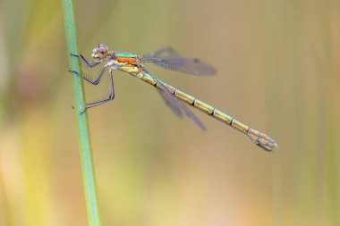 Sabahın erken saatlerinde ot kök üzerinde istirahat kadın Willow zümrüt kızböcekleri (Chalcolestes viridis)