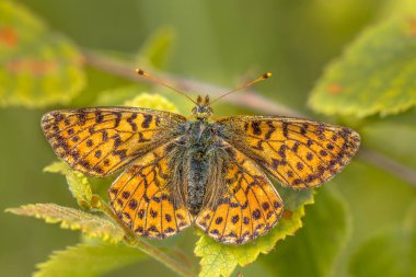 Kızılcık Fritillary (Boloria aquilonaris) sabah güneşi kanatlarda ısınma. Bu kritik tehlike altında familyasından bir kelebek Hollanda