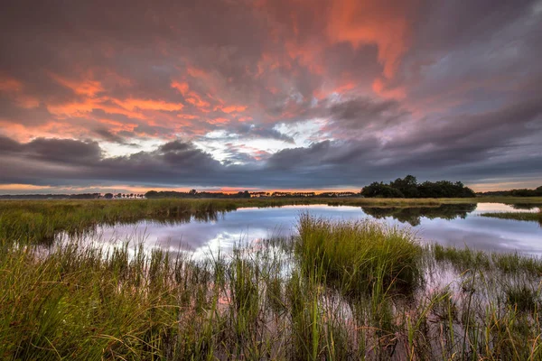 Dramatischer Sonnenuntergang Über Sumpfland Natürlicher Landschaft Naturschutzgebiet Westwolde Den Niederlanden — Stockfoto