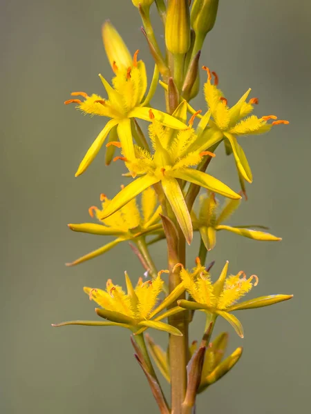 Nahaufnahme Detail Der Blume Des Moorasphodels Narthecium Ossifragum Eine Pflanze — Stockfoto