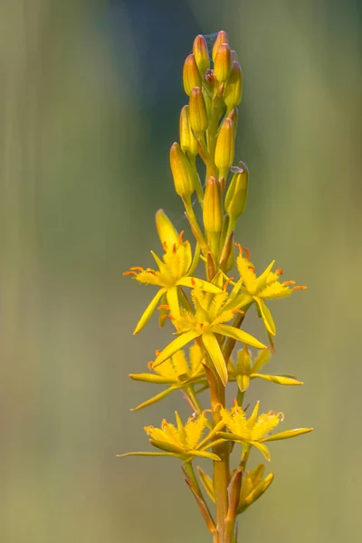 Detailed Macro Image Bog Asphodel Narthecium Ossifragum Flower Plant Western — Stock Photo, Image