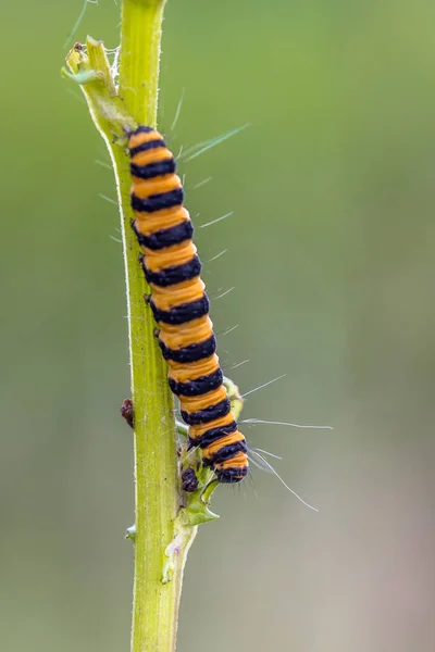 Colorful Caterpillar Six Spot Burnet Zygaena Filipendulae Eating Poisonous Host — Stock Photo, Image
