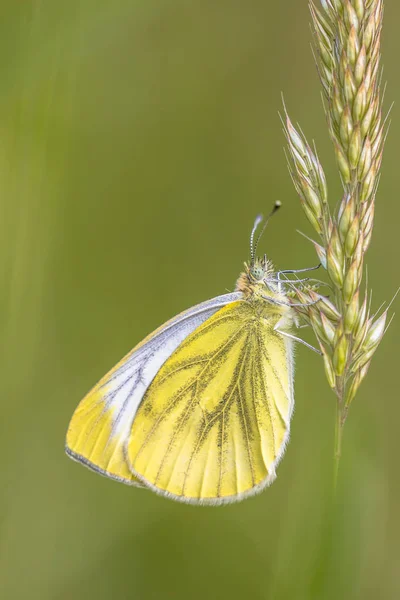 Green Veined White Pieris Napi Resting Grass Butterfly Family Pieridae — Stock Photo, Image