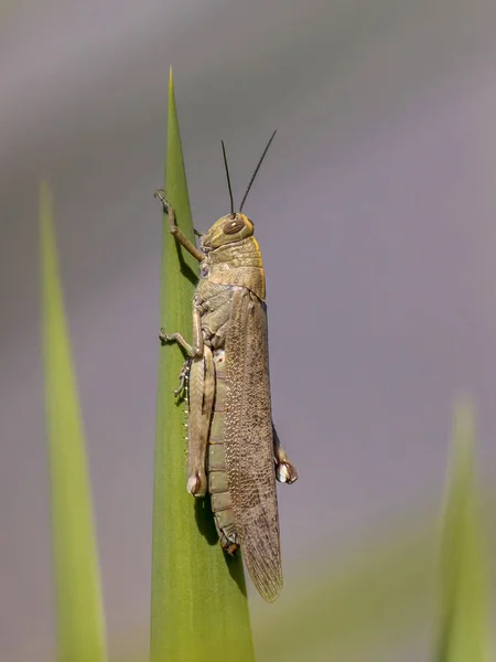 Langosta Migratoria Locusta Migratoria Posada Sol Sobre Una Planta Verde — Foto de Stock