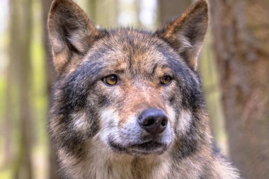 Avrupa kurt (Canis lupus) portre portre tarafına bakarak doğal orman ortamlarında