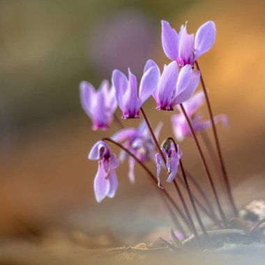 Group of Ivy-leaved cyclamen or sowbread (Cyclamen hederifolium) in bloom on bright background clipart
