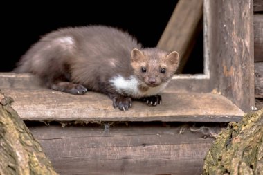 Stone Marten (Martes foina) also known as Beech Marten or House marten. resting and relaxing in window sill of barn clipart