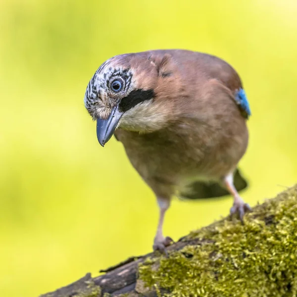 鮮やかな緑色の背景を見下ろしログにカケス Garrulus にきび — ストック写真