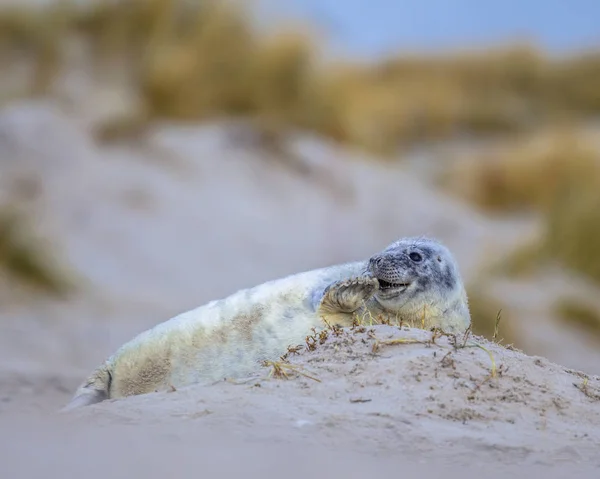 Comical Playful Common Seal Phoca Vitulina Pup Lying Side Beach — Stock Photo, Image