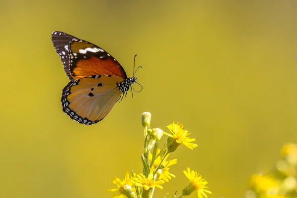 Volar Tigre Llano Mariposa Monarca Africana Danaus Chrysippus Beber Néctar —  Fotos de Stock