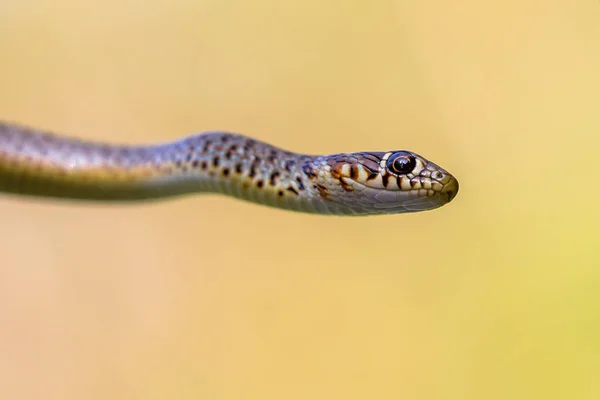Grande Cobra Chicote Coluber Caspius Retrato Contra Fundo Brilhante — Fotografia de Stock