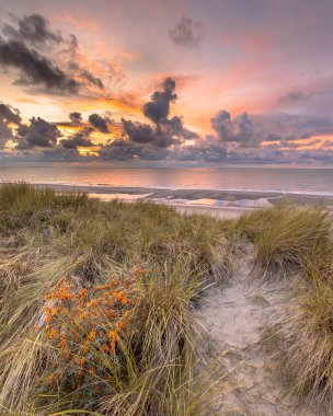 Dune Kuzey Denizi ve kanal cadı ortak deniz cehri (iğde rhamnoides): Zeeland, Hollanda için ön planda üzerinde gün batımı görünümü