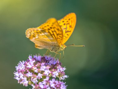 Gümüş yıkanmış fritillary (Argynnis paphia) çok eski bölge üzerinde bulunan bir ortak ve değişken kelebek var. Kekik (Origanum vulgare çiçek üzerinde tünemiş)