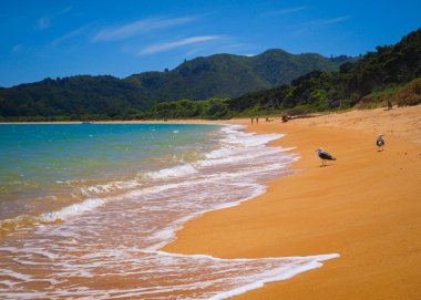 Deniz martı altın kum plaj, Totoranui, Abel Tasman Ulusal Parkı, Yeni Zelanda
