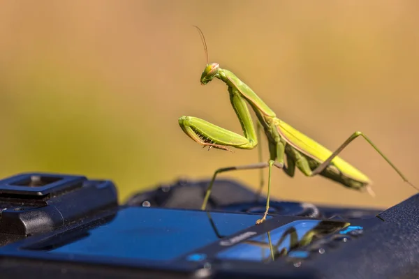 Európai Imádkozó Sáska Mantis Religiosa Kamera — Stock Fotó