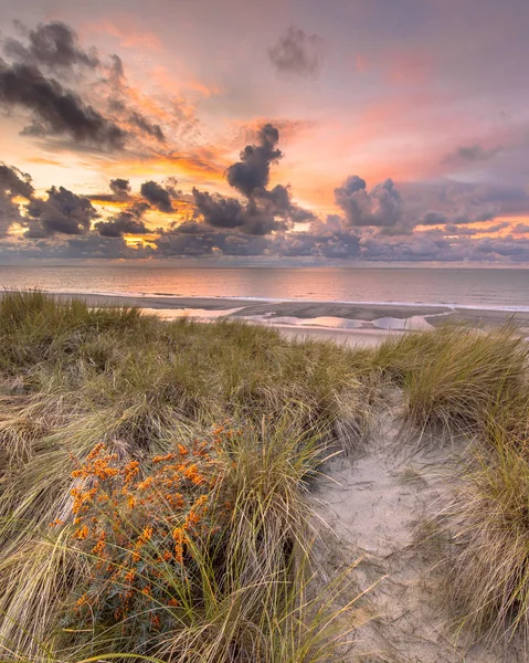 Sunset View Van Duin Noordzee Kanaal Heks Gemeenschappelijke Zee Duindoorn — Stockfoto