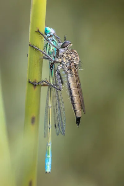 Robber Fly Assasin Fly Asilidae Blue Tailed Damselfly Ischnura Elegans — Stock Photo, Image