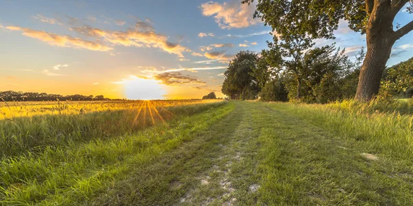 オランダの田舎の夕暮れ時古いオークに沿って麦畑を追跡します — ストック写真