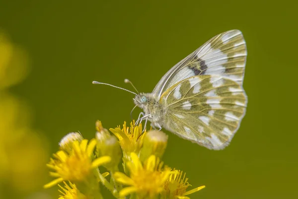 Bath White Pontia Daplidice Small Butterfly Family Pieridae Yellows Whites — Stock Photo, Image